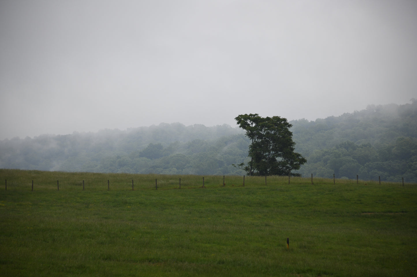In the Meadow