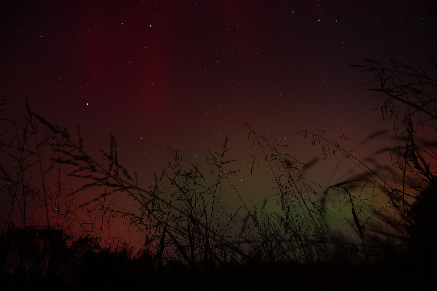Borealis in the Field