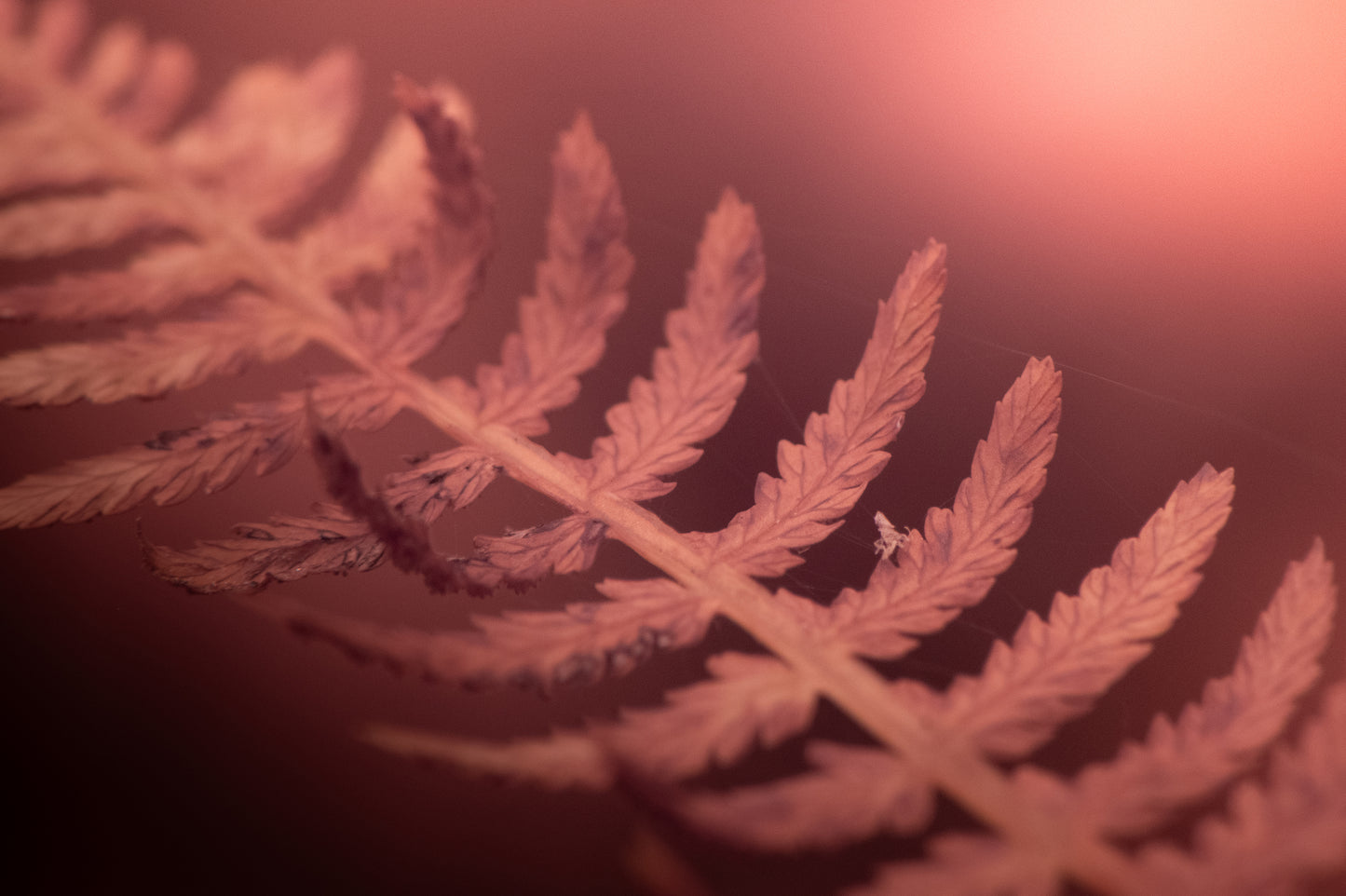 Wood Fern Under Morning Glow