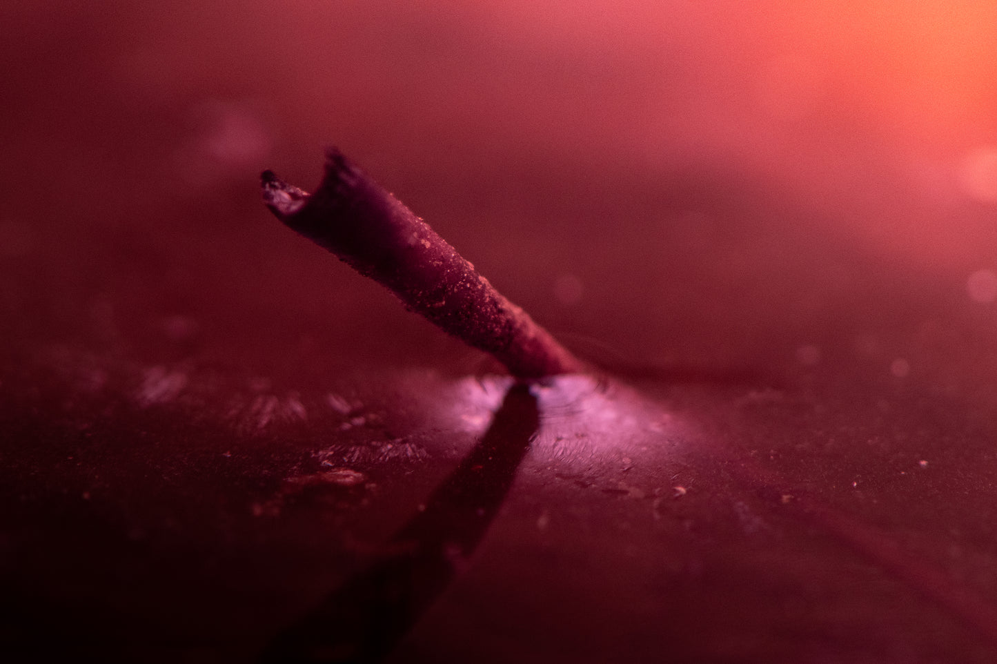 Cinnamon