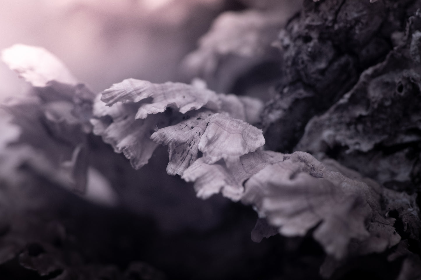 Chicken of the Woods