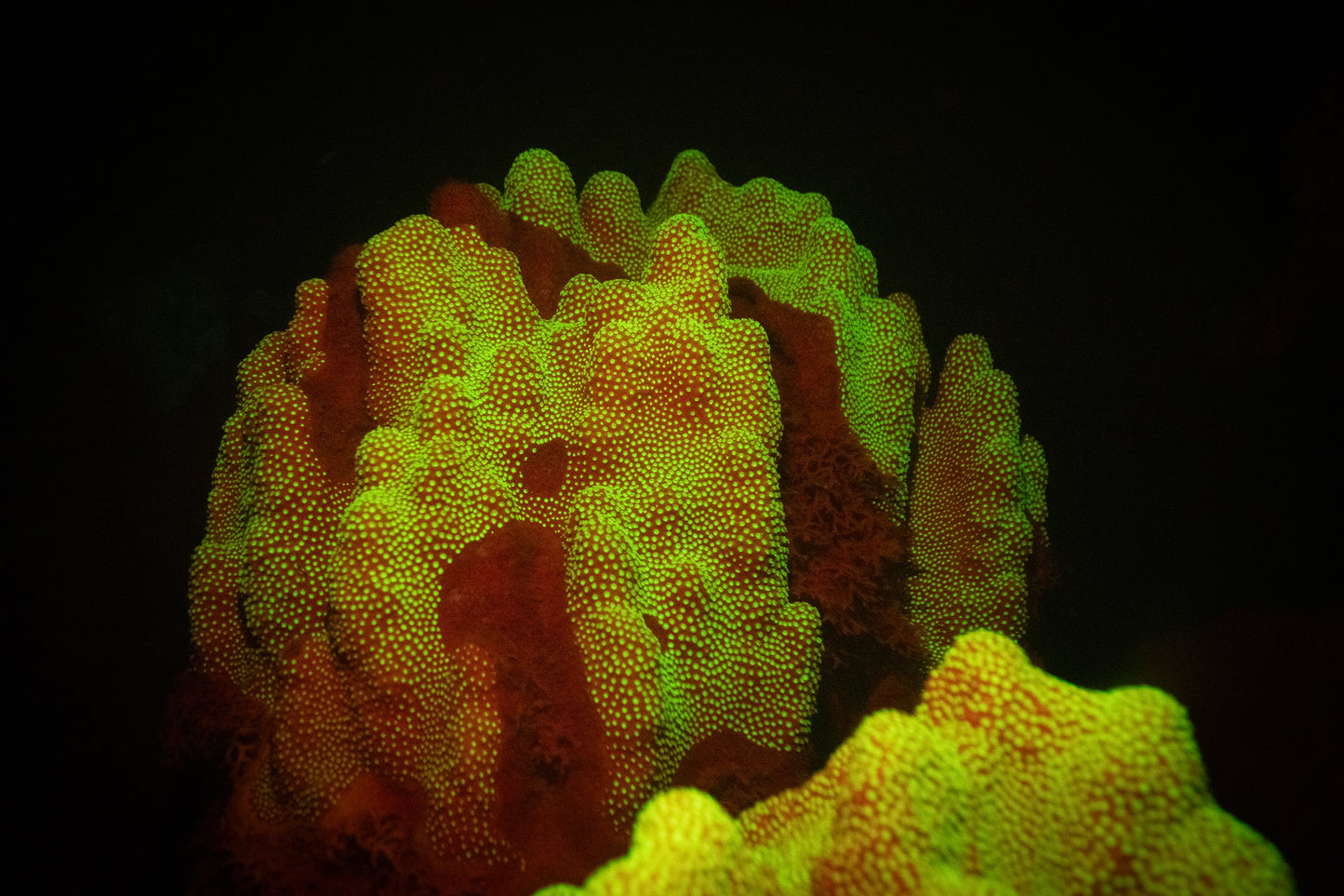 Neural Bloom