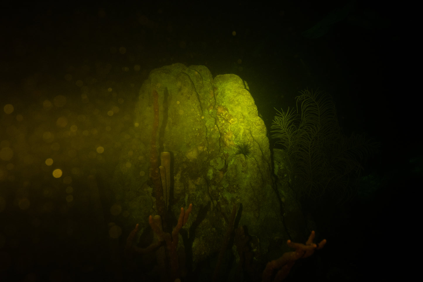 Gamma Garden