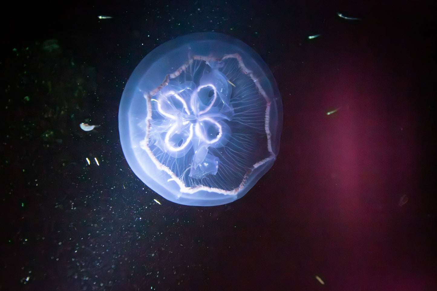 A Shiver in the Dark