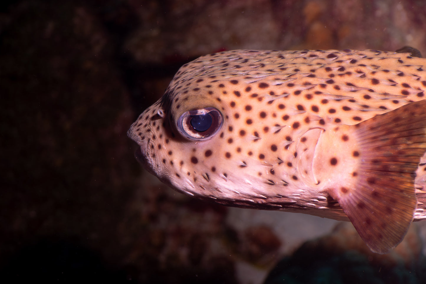 Balloonfish