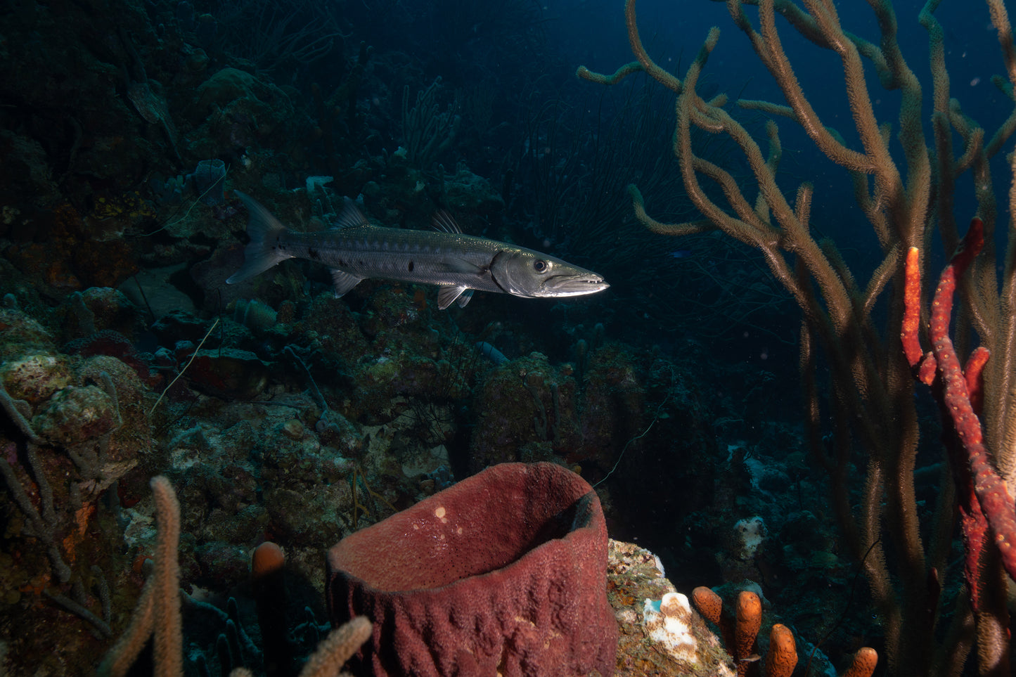 Barracuda Basin