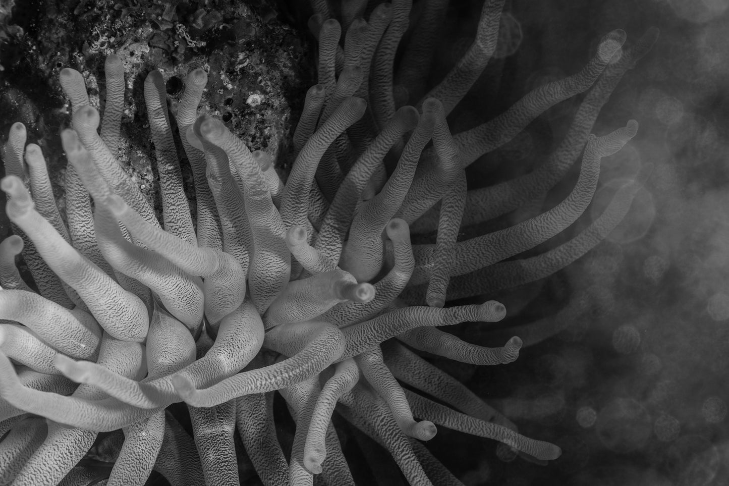 Monochrome Anemone