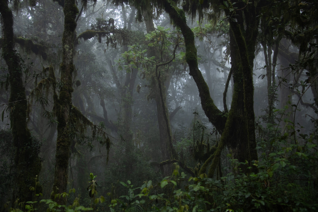 The Whispering Forest