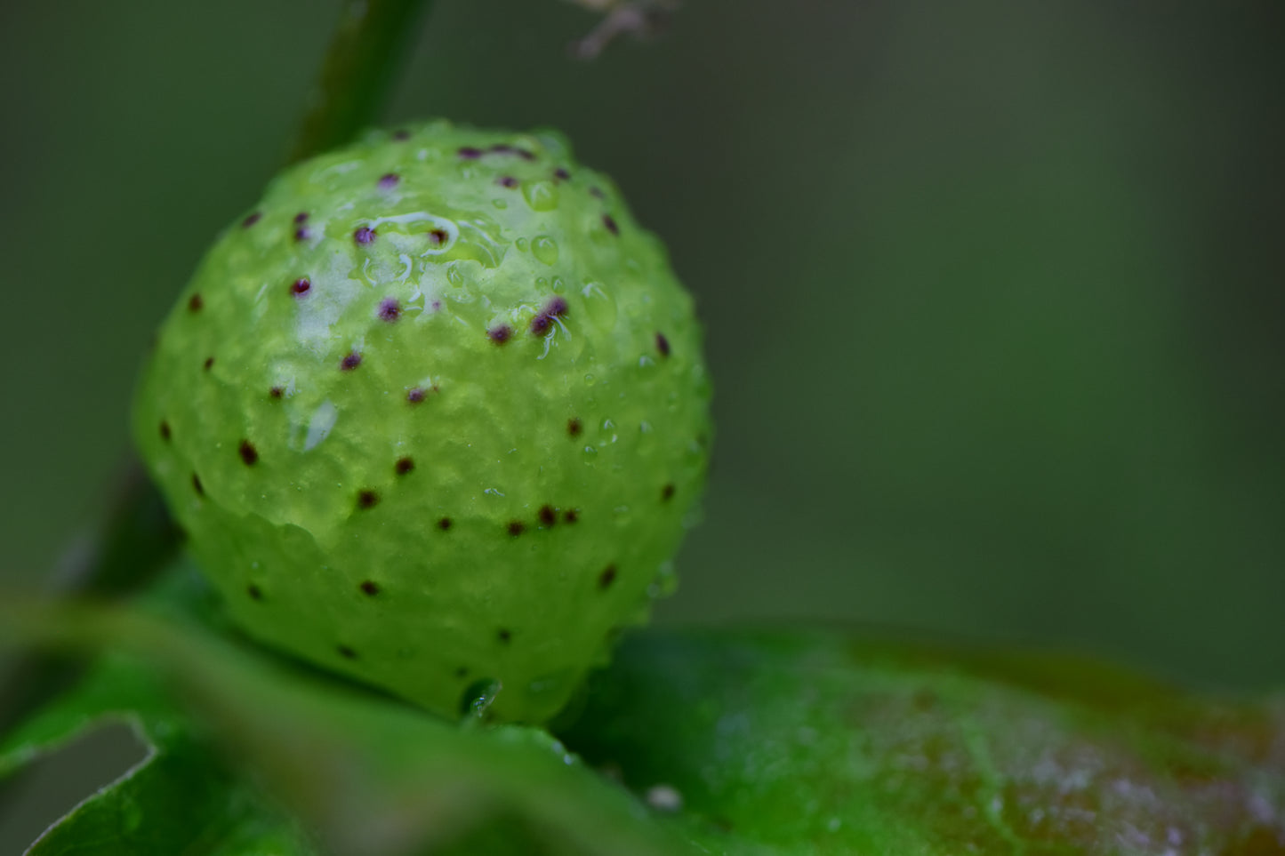 Gumball