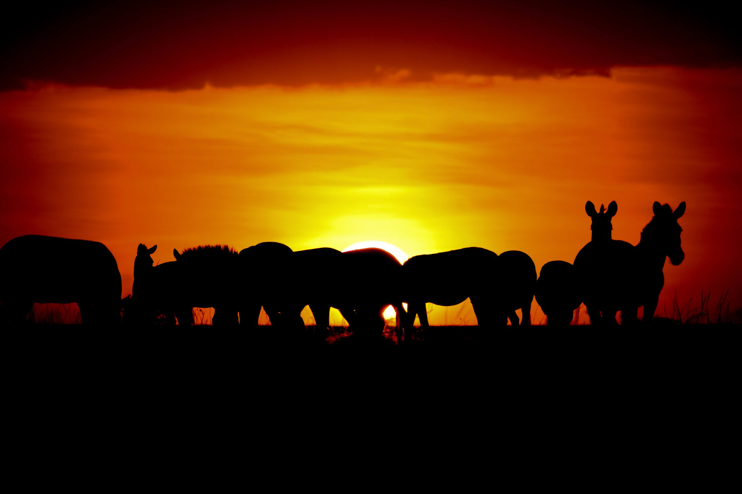 Savanna Sunrise