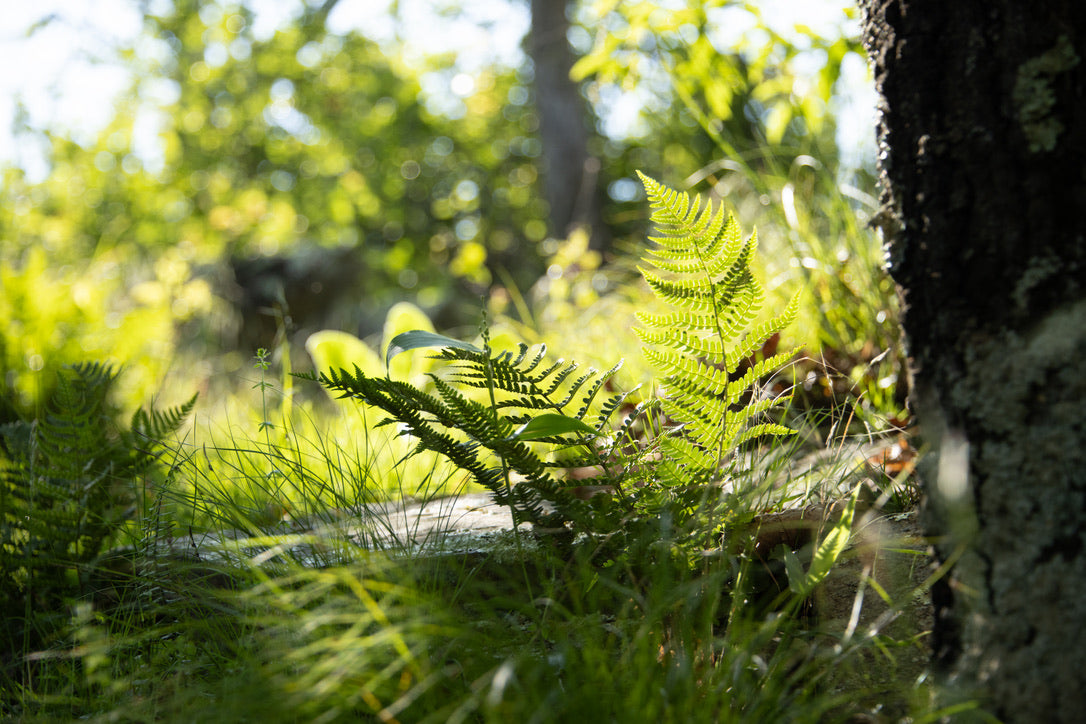 Morning in the Undergrowth