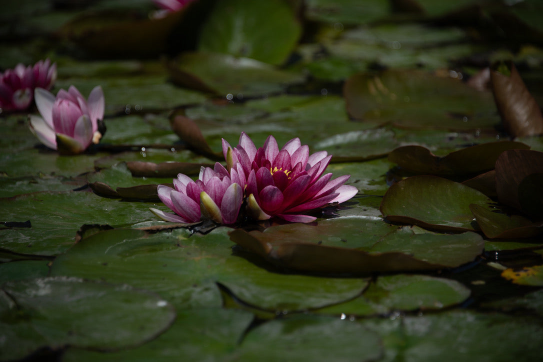 Purple Waterlilies