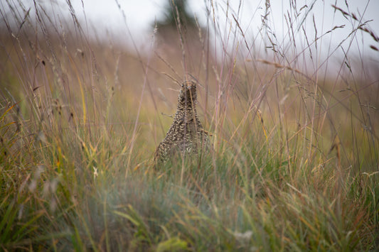Sooty Grouse
