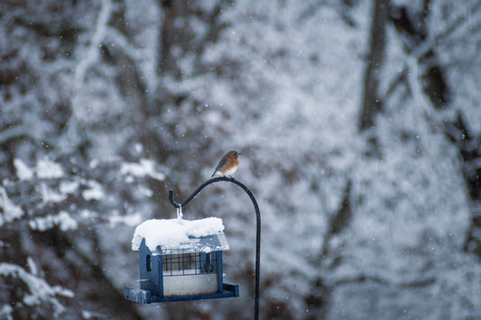 On The Feeder