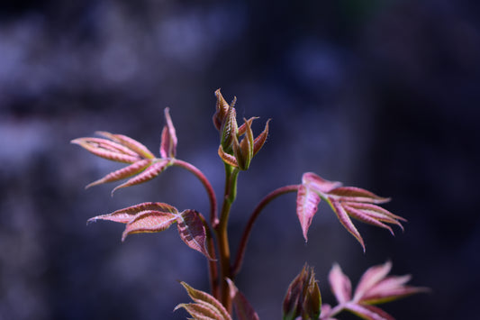 In Lavenderlight