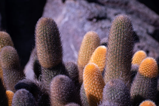 Lava Cacti