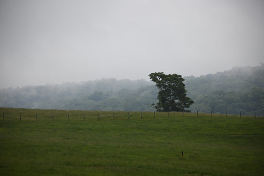 In the Meadow