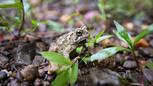 Froggie