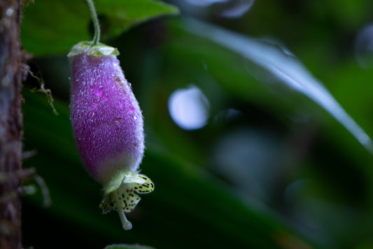 Dew