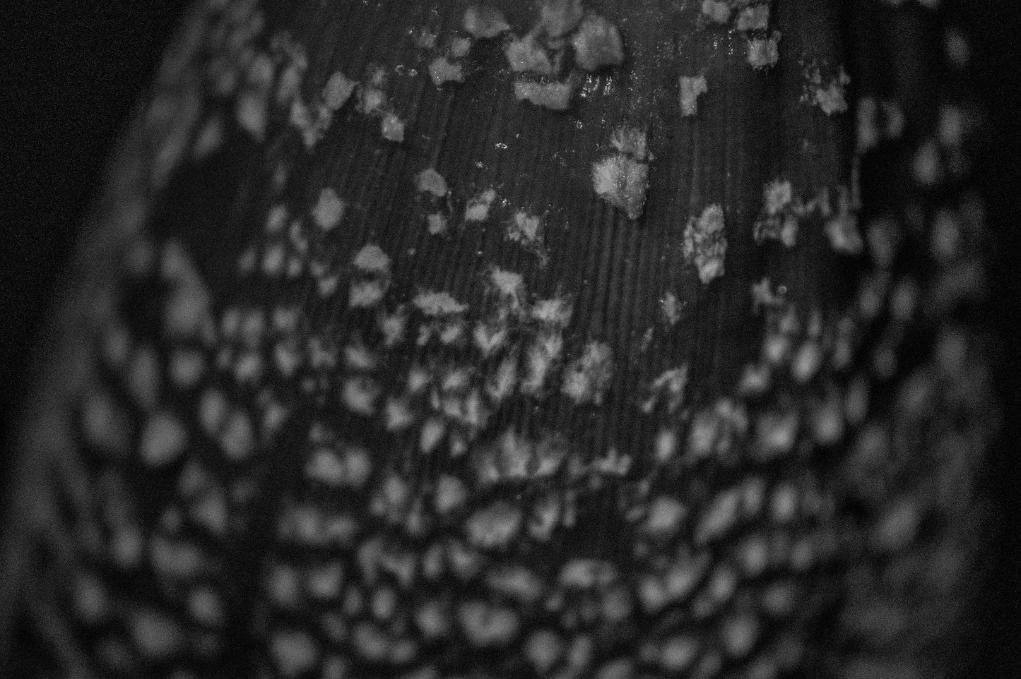 Dappled Thing