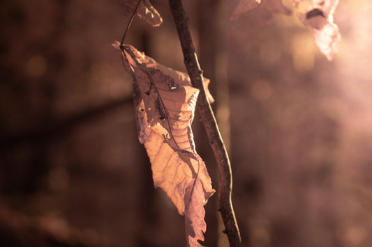 Last Leaf