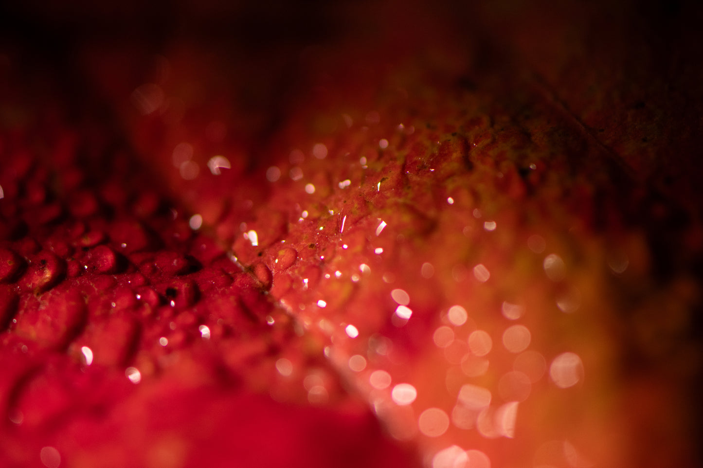 Nighttime Dew