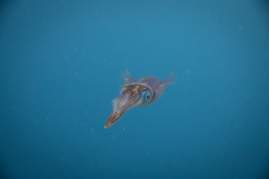 Squid