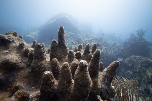Kraken Knees