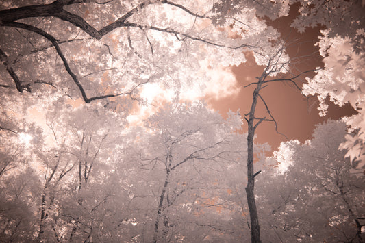 October Woods