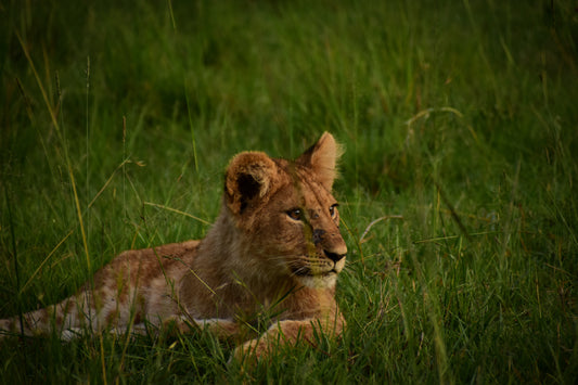 Cub