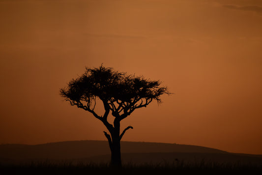 Leopard's Perch