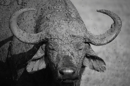 The Buffalo