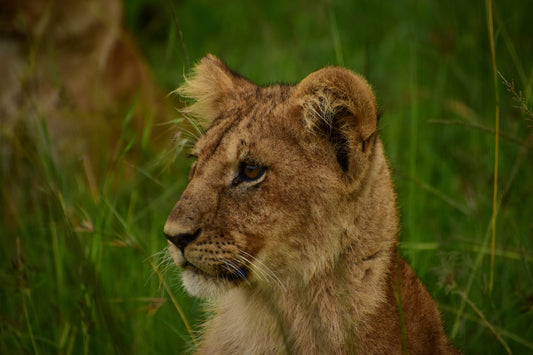 The Cub