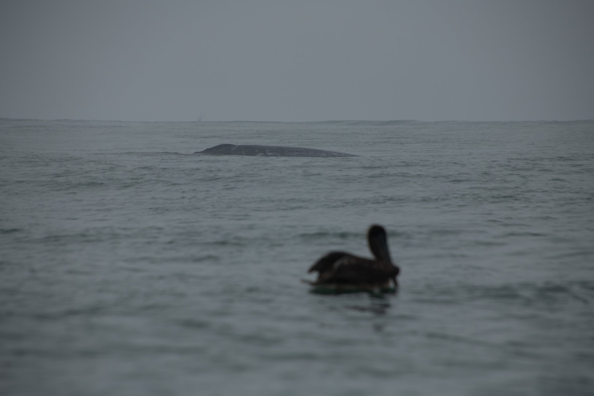 Adrift