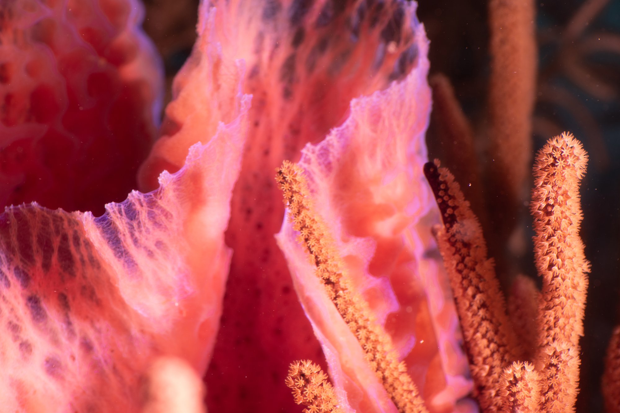 Azure Vase Sponge