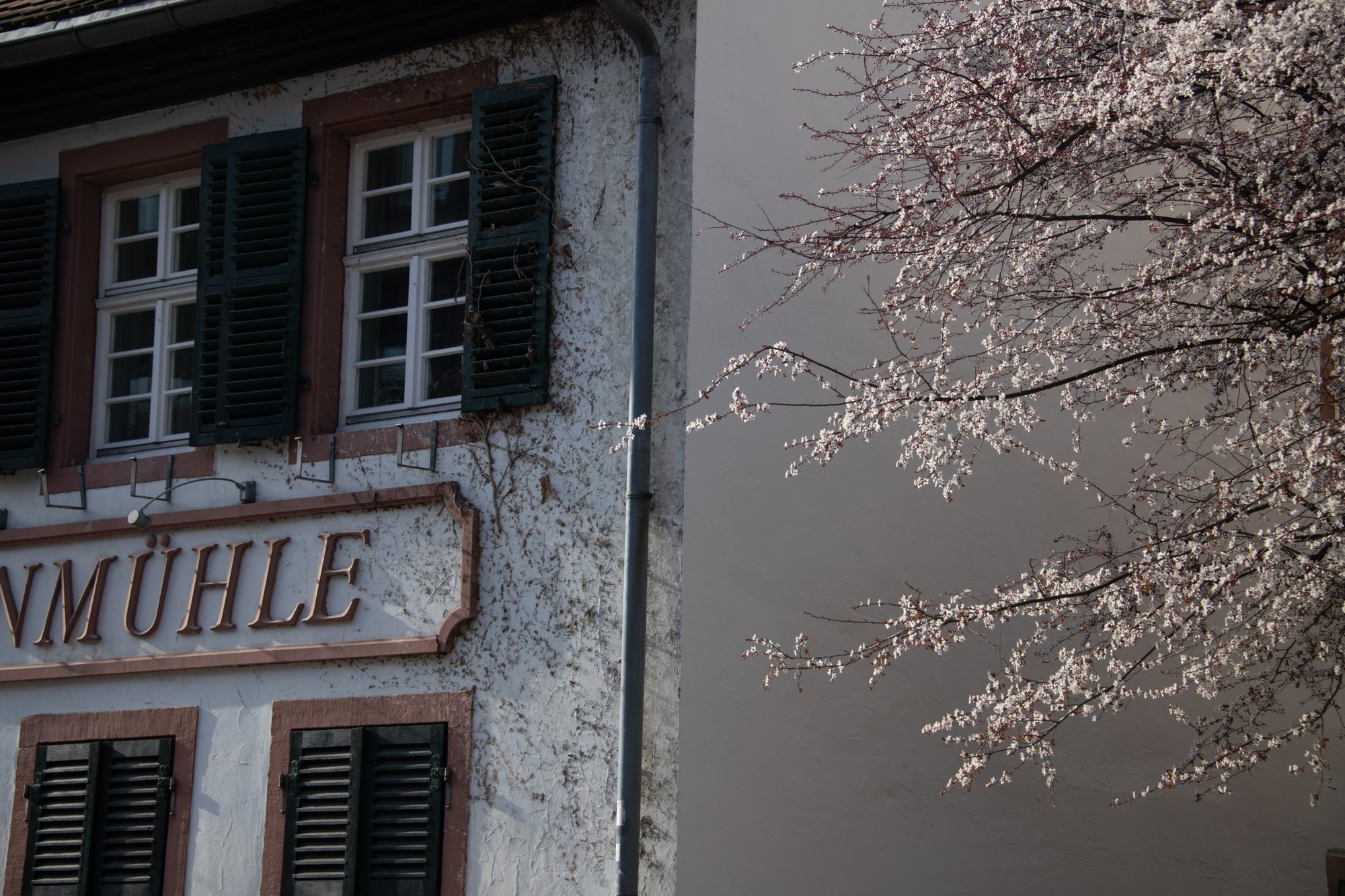 Blossoms at the Mühle