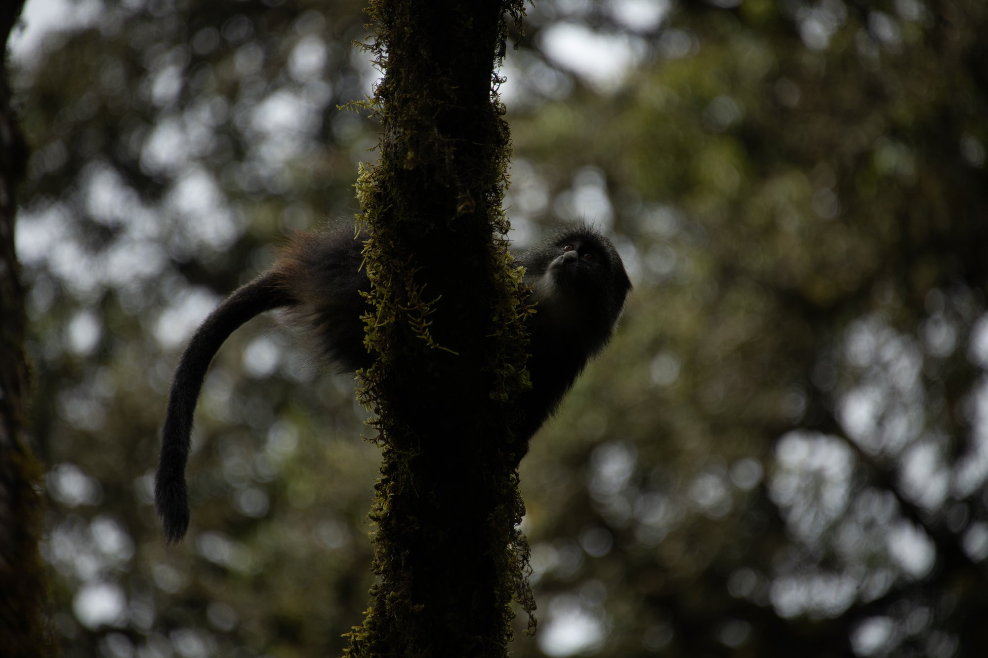 Blue Monkey