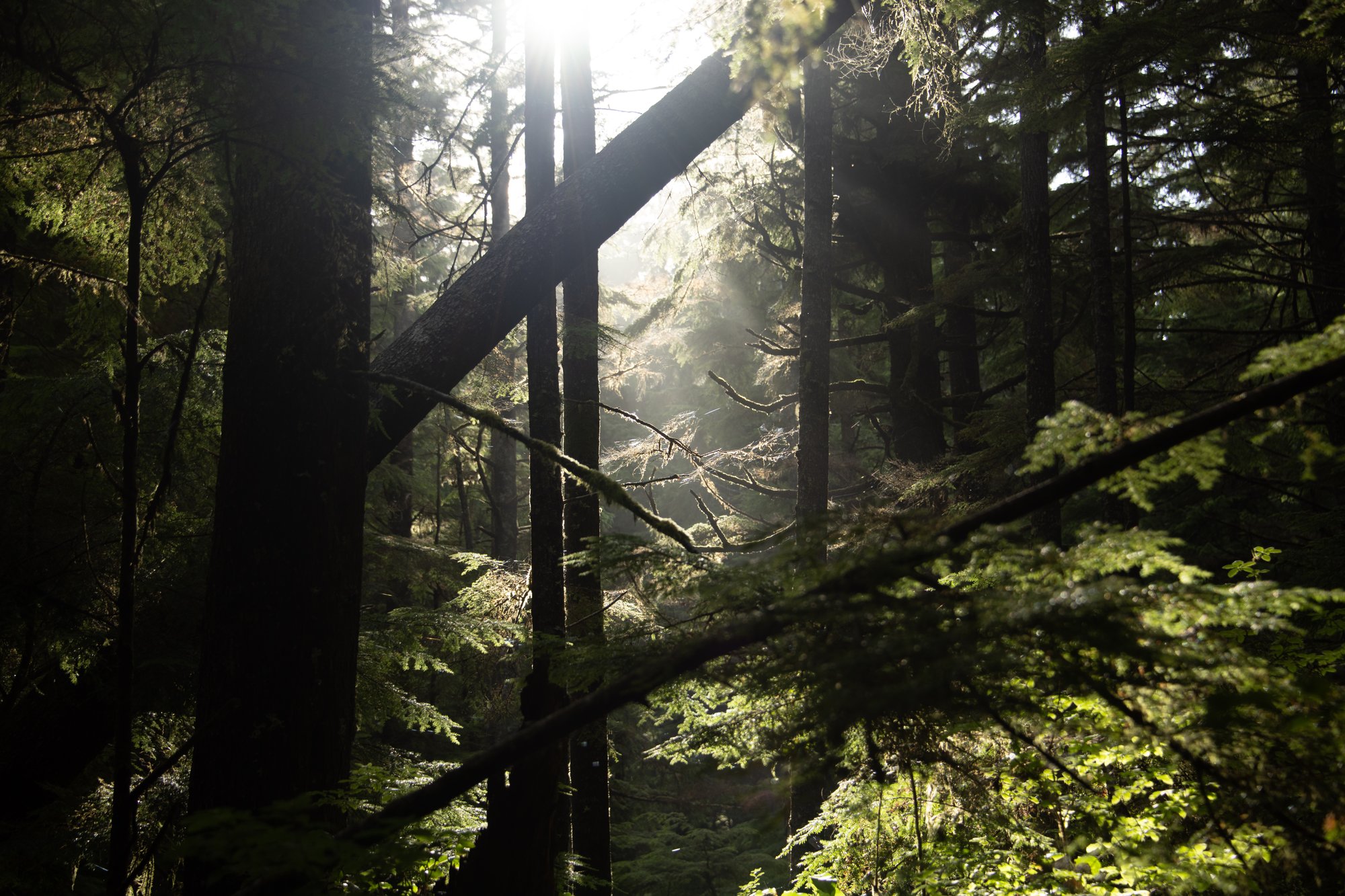 Canopy Rays