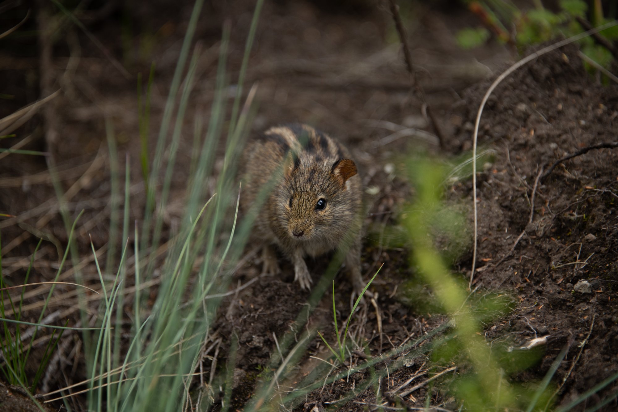 Curious Mouse