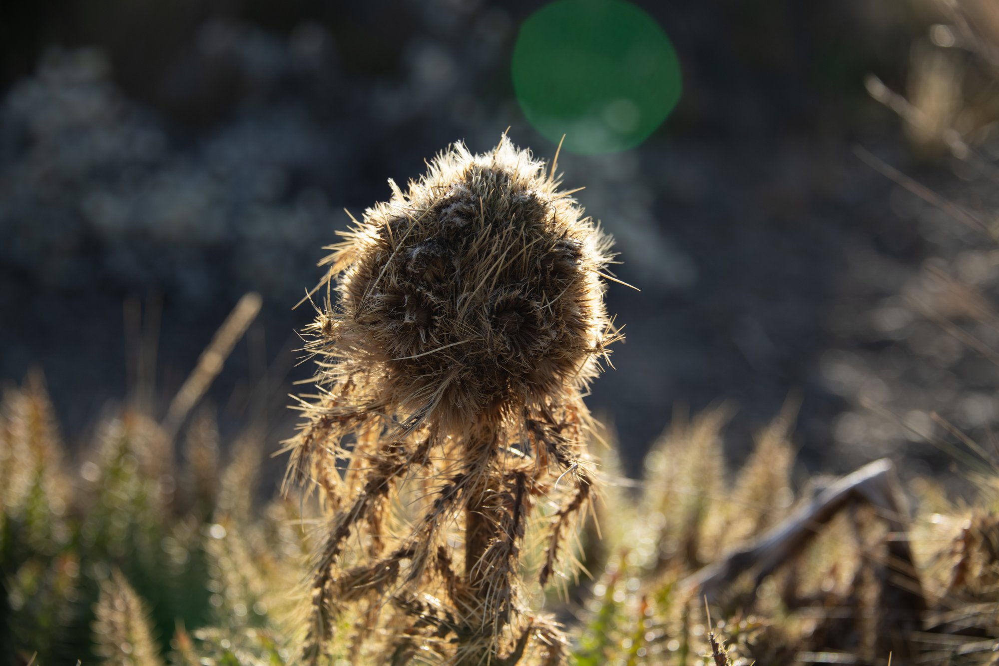 Frightful Flower