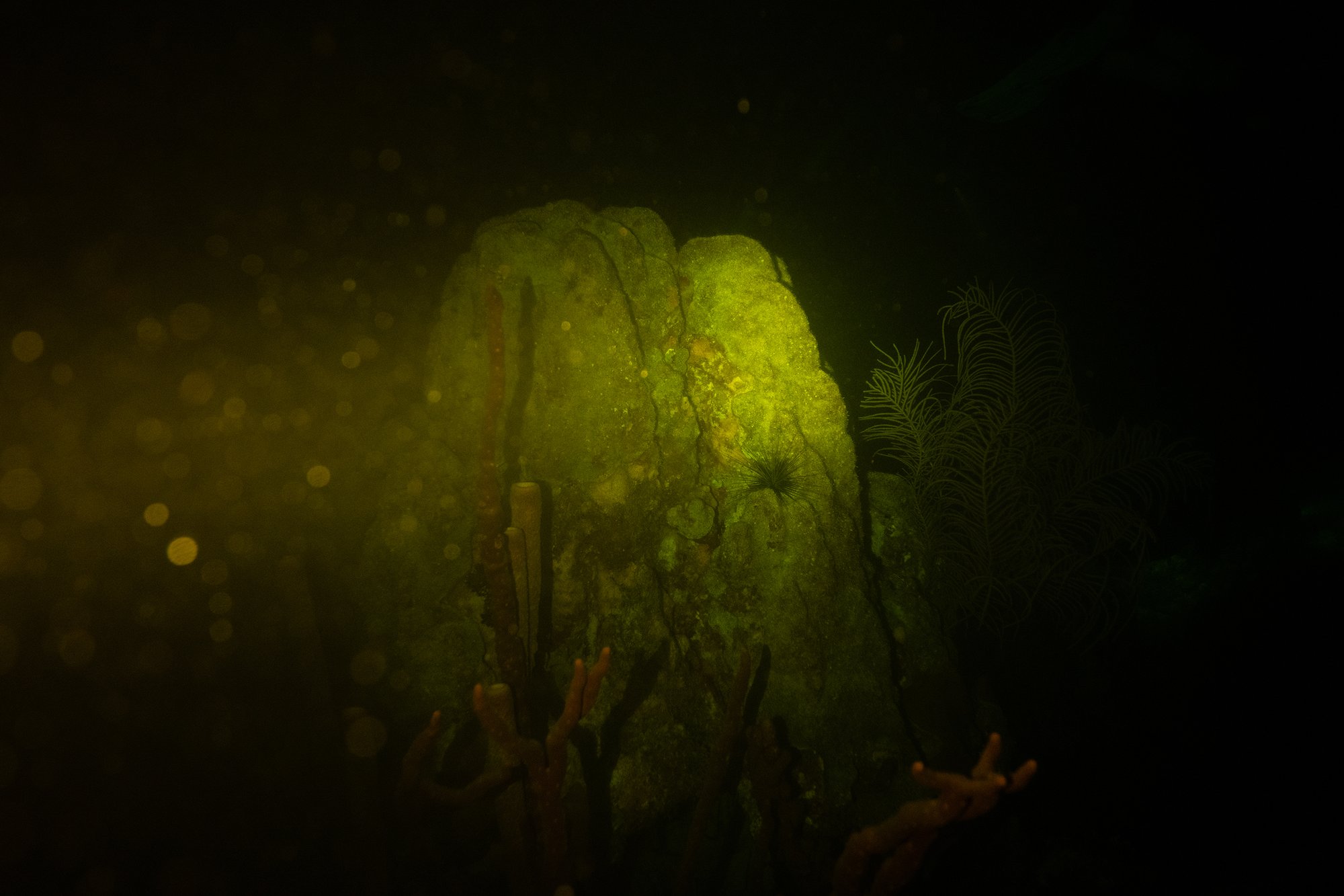 Gamma Garden