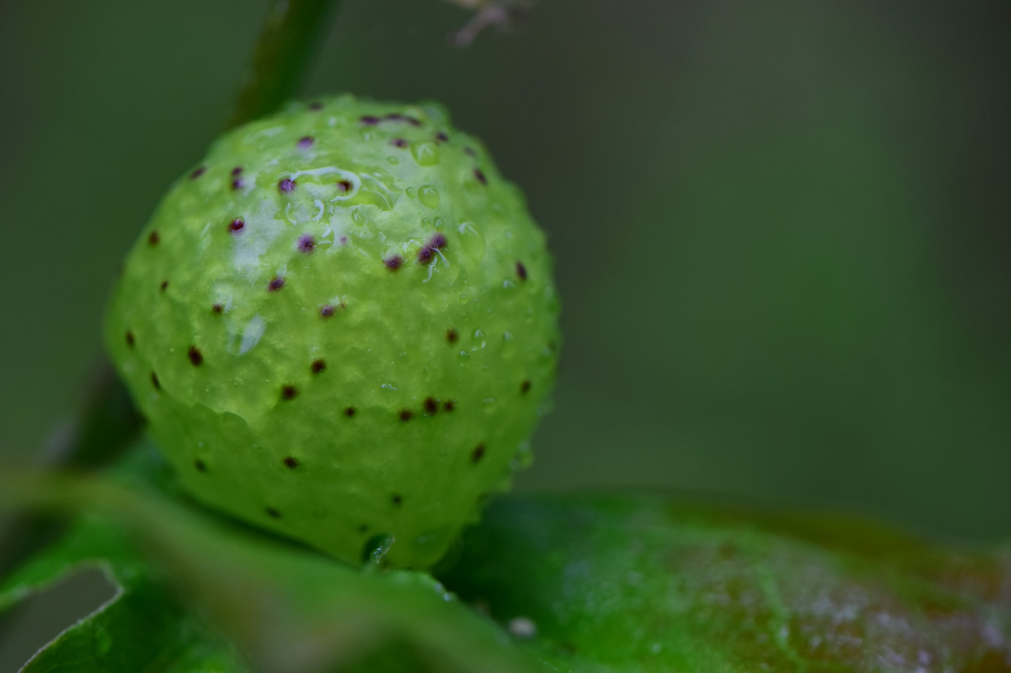 Gumball