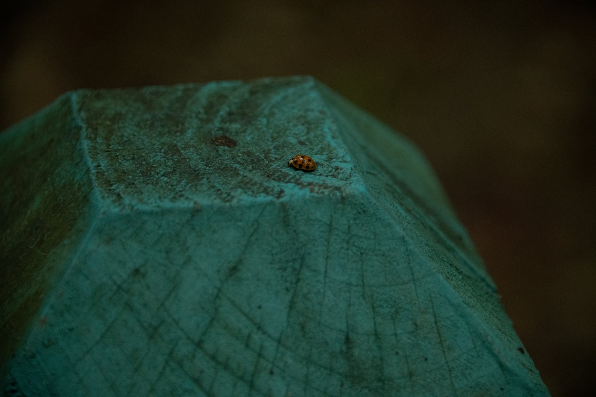 Ladybug