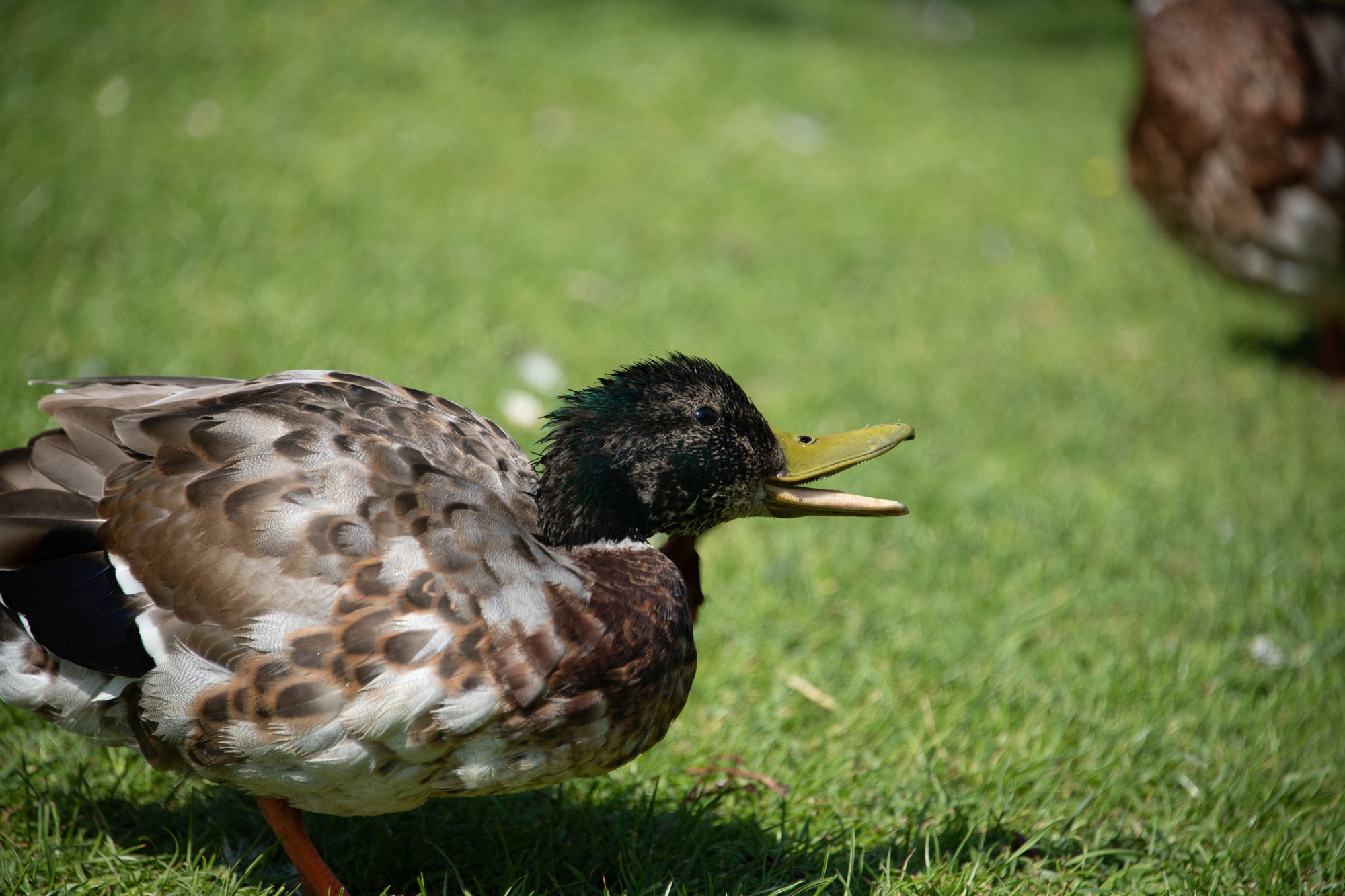 Little Duckling