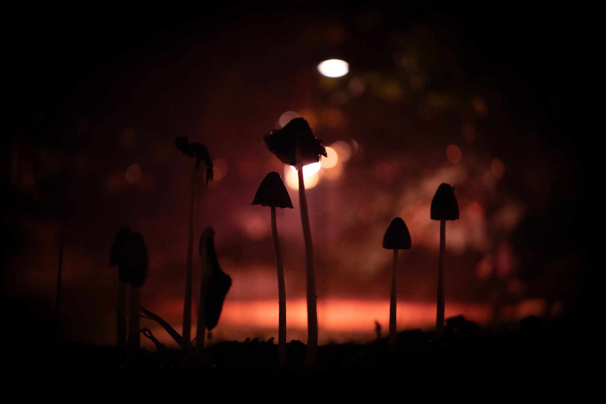 O-Hill Mushrooms