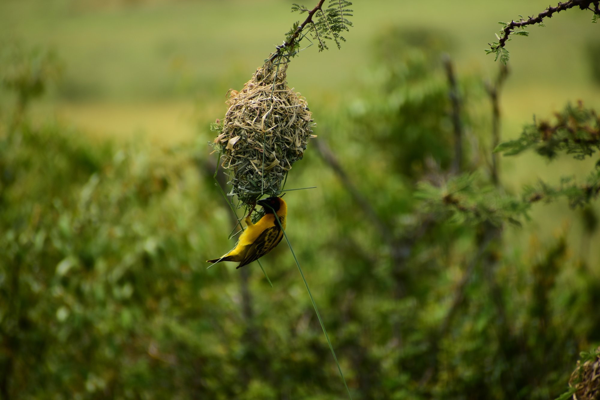 Weaver