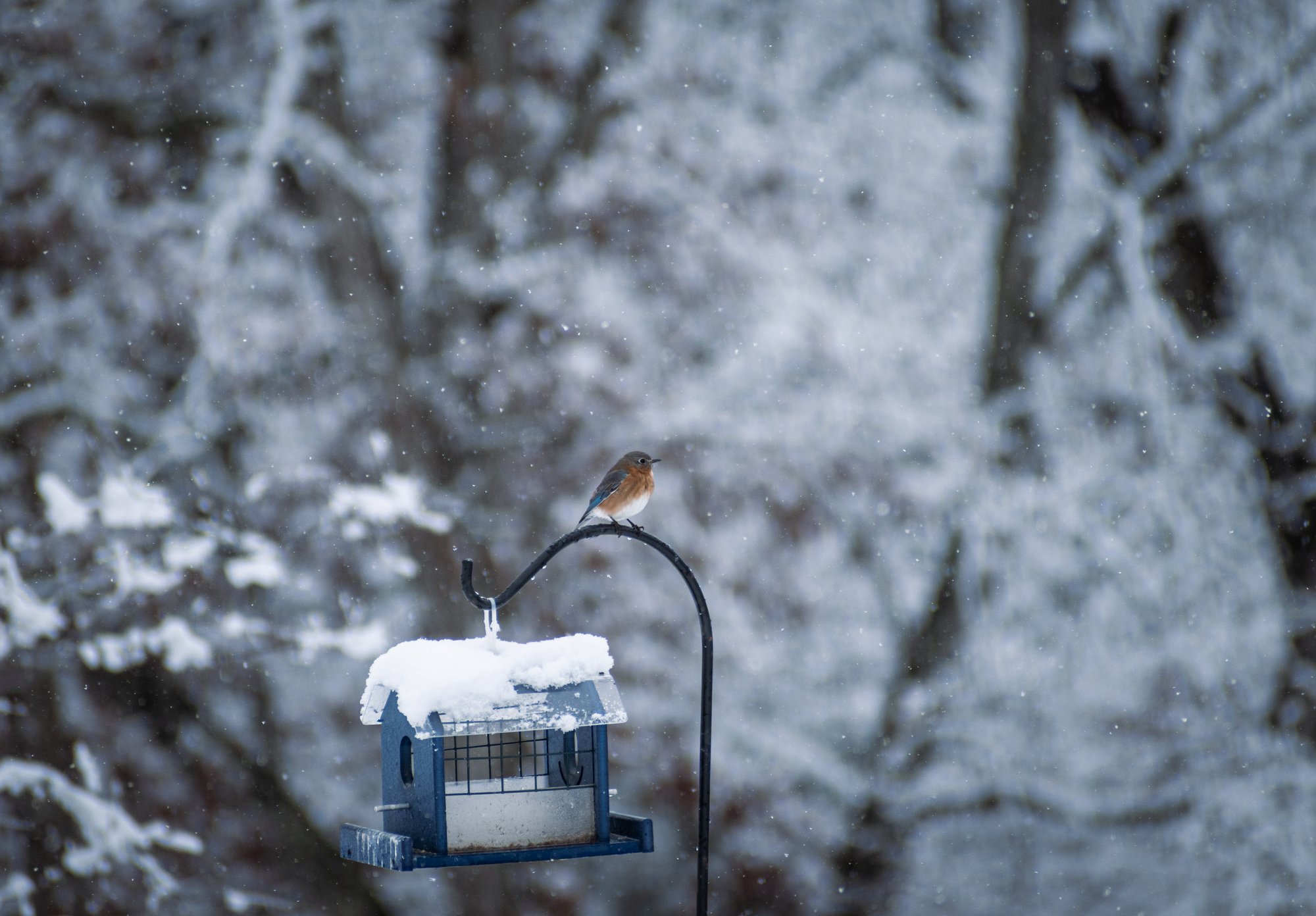 On The Feeder