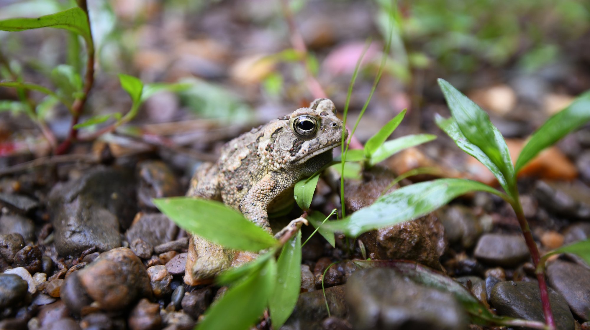 Froggie