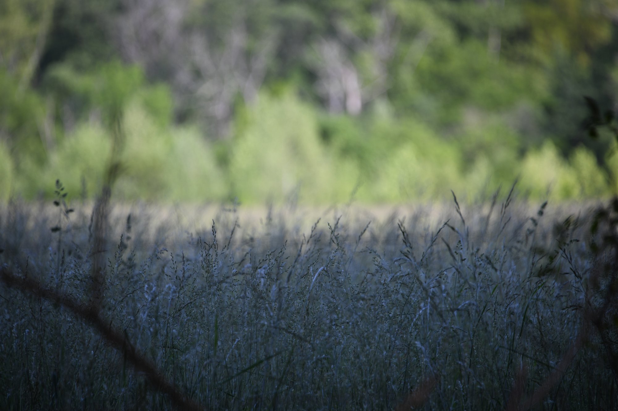 The Clearing