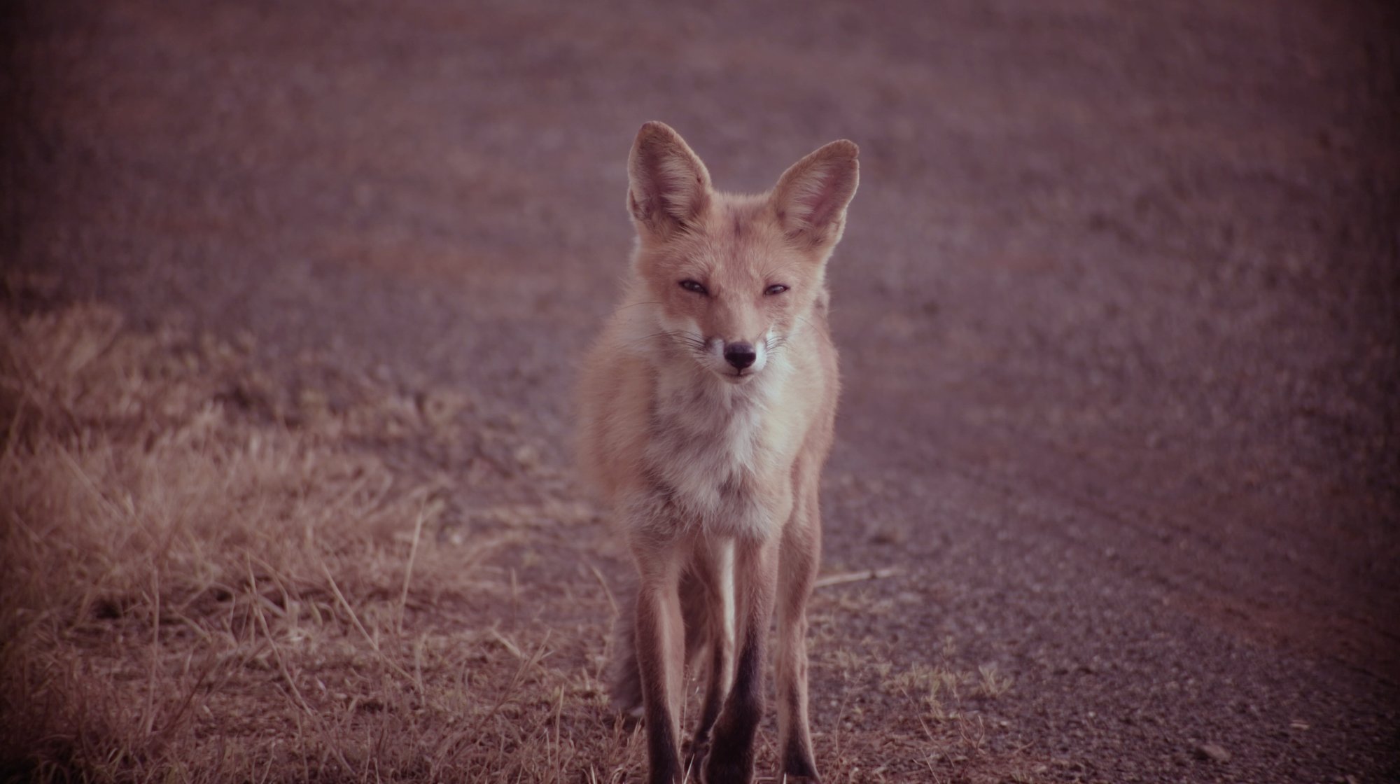 Red Fox, Salamander, and Beaver Research in Central Virginia